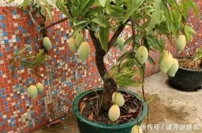 水果|立秋后，几粒“种子”扔盆里，10天成盆栽，来年“果子”挤爆盆