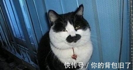 |搞笑图片幽默段子笑话:两只狗狗也很爱美啊,还知道敷面膜?