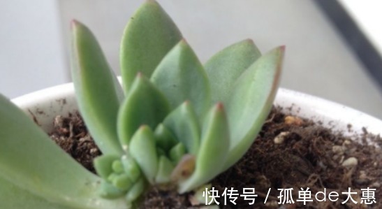 养多肉遇到这三个现象，千万别置之不理，很有可能是在像你求救