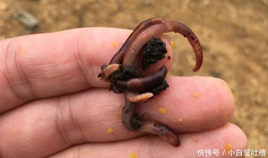 冬钓用饵,岂能随随便便!按我说的做,一根竿子都钓不过来