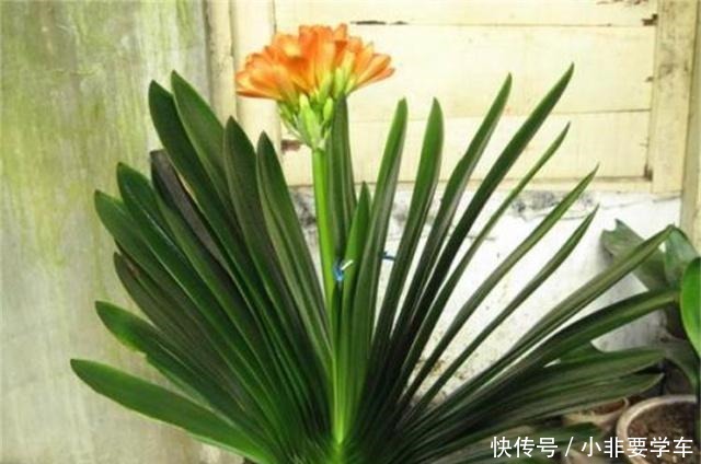 没想到!“香蕉皮”竟然有如此作用,养的君子兰,大棵又养眼!