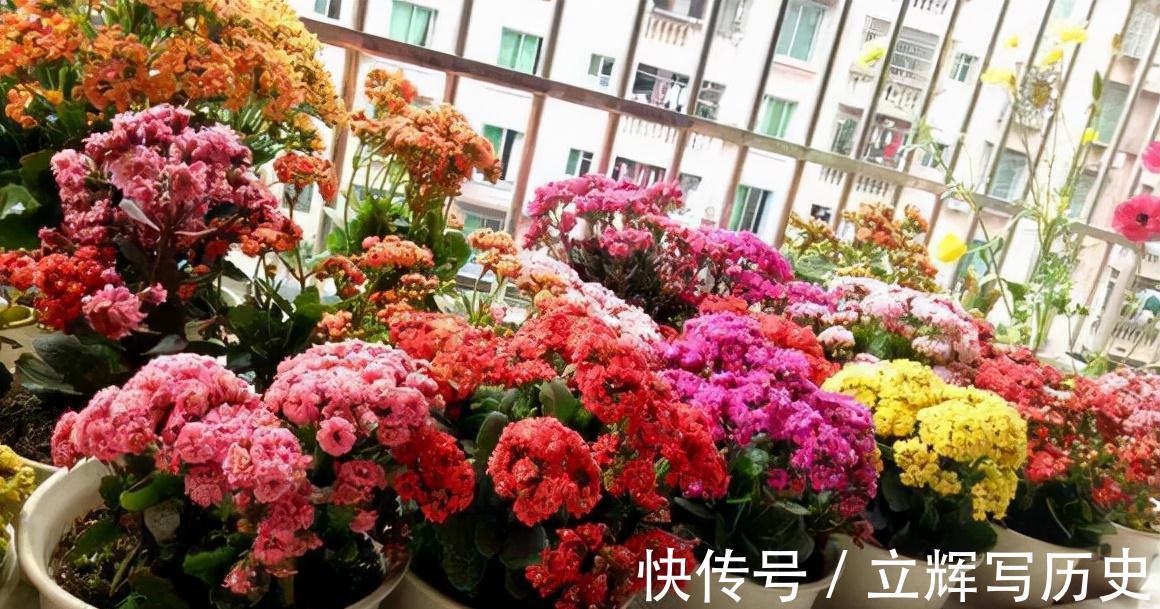 16种花被誉为冬日里的“开花机器”,喜欢就可以养起来,又美又香