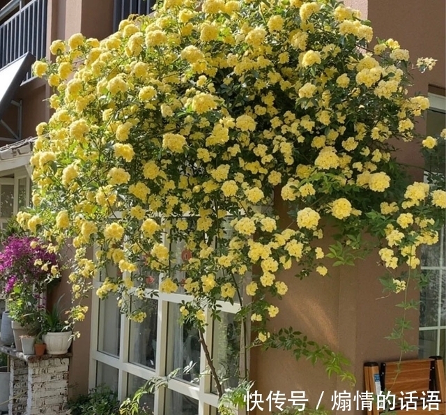 这种花不怕冷，好养易活，适合秋冬季节栽种，慢慢长成一片“海”