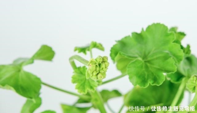 花友们|这4类花不能喷水,喷了就烂,快停手!这4类花不能喷水,喷了就烂,快停手!