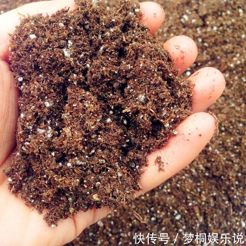 坏习惯|养花失败、伤亡多,源于这“3个”坏习惯的养成