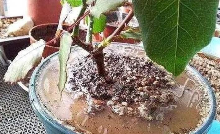 黄叶|4个养花坏习惯,花卉养一盆死一盆,你中了几个?