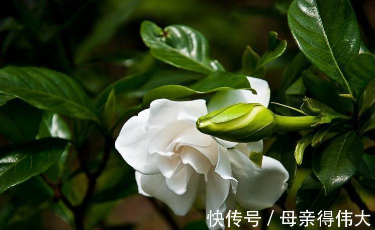 盆栽栀子花枯萎怎么办,根据具体情况做些补救措施