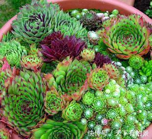 此款多肉,一个莲座只开一次花,开完就枯萎,长出新莲座!