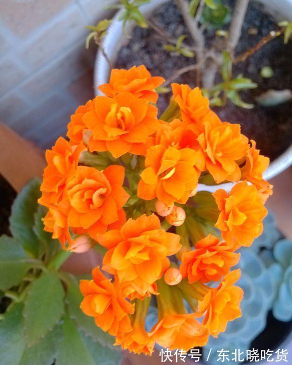 做好这4点,1-12月都可以赏到长寿花