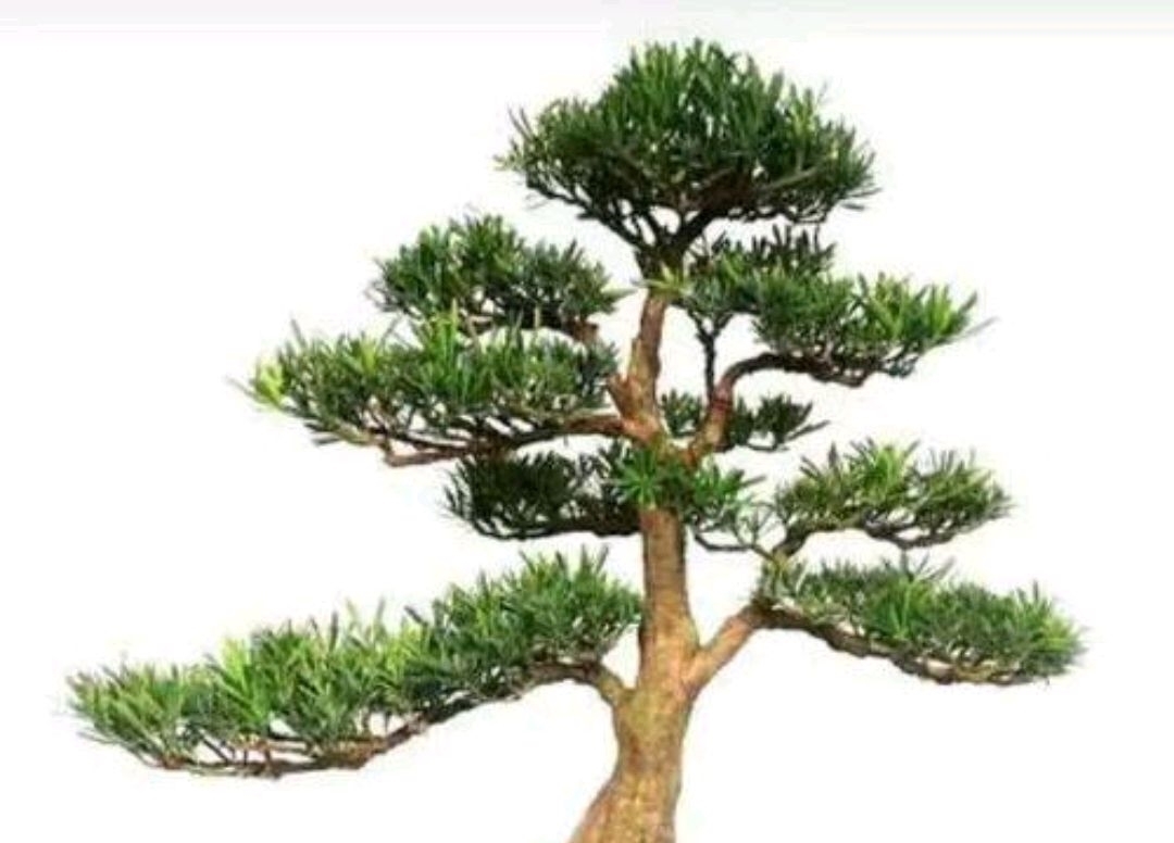 春到了,罗汉松要想美,做对这些很重要