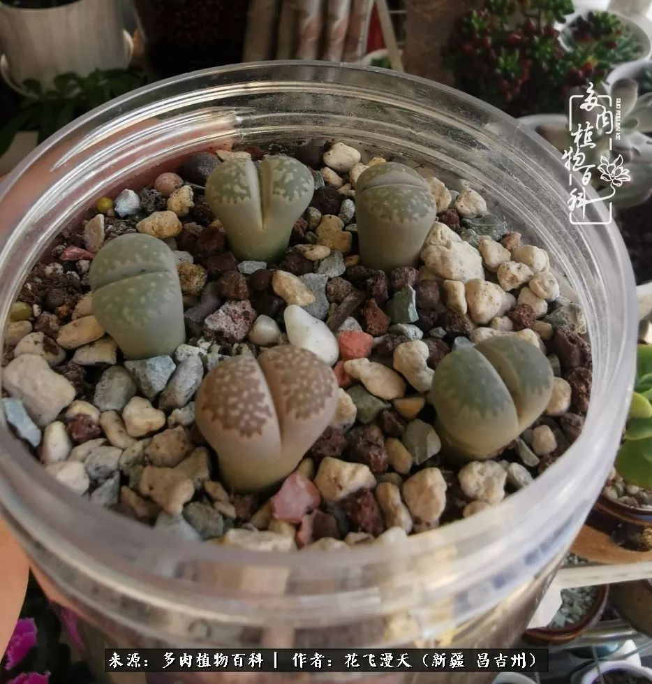 对多肉是发自内心的喜欢，心甘情愿被它们俘虏！