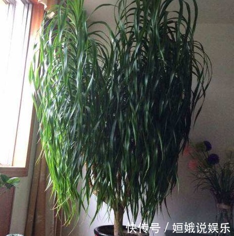 有毒气体|新房里养花,就去养盆“龙须树”,可净化空气,吸收甲醛、灰尘
