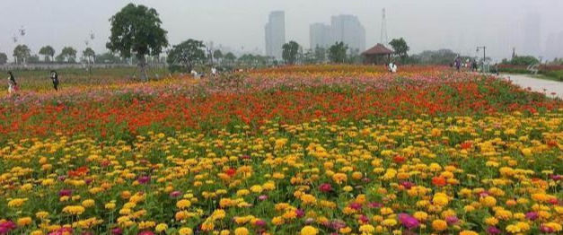 最适合家养的几种花,花期长还不招虫子,你家种了几盆