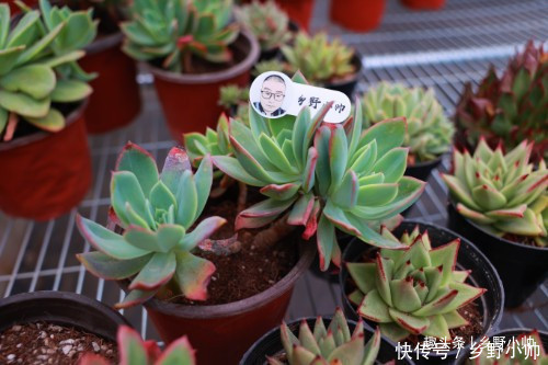 这种多肉鲜艳漂亮,而且容易养出老桩缀化,适合新手