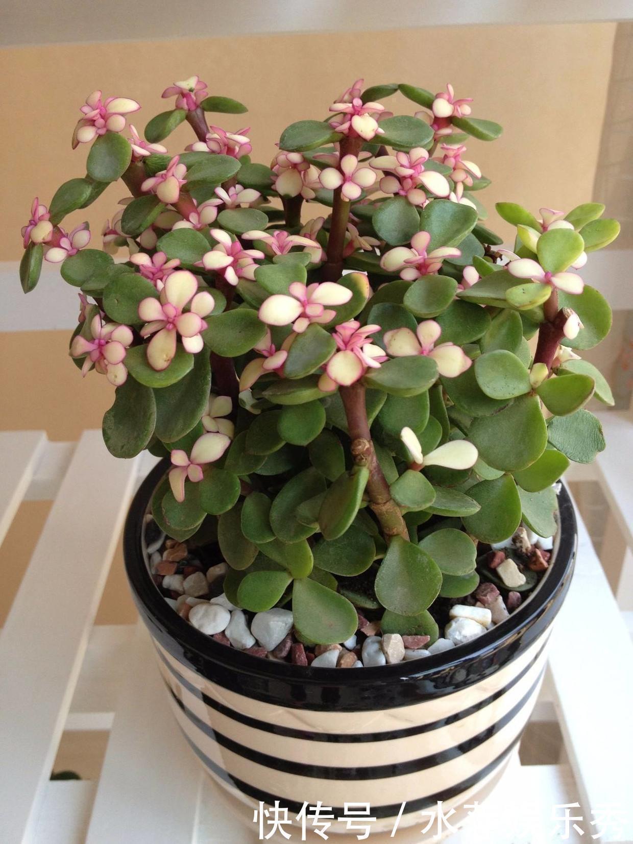 修剪|金枝玉叶总是养不活,那是你方法不对,这6种方法一定要学会