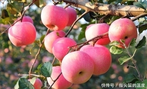 吃糖|人活一世,草木一秋!最新长寿方法,喝茶排13,排第一的是它!