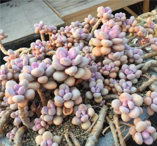 6种普货多肉,颜值高好养护,长成悬崖桩,看起来真过瘾!