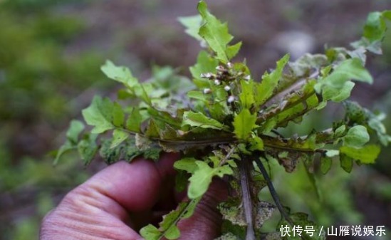 农村田野间被誉为 灵丹草 的野菜 是养生理疗的好帮手 全网搜 农村田野间被誉为 灵丹草 的野菜 是养生理疗的好帮手 全网搜