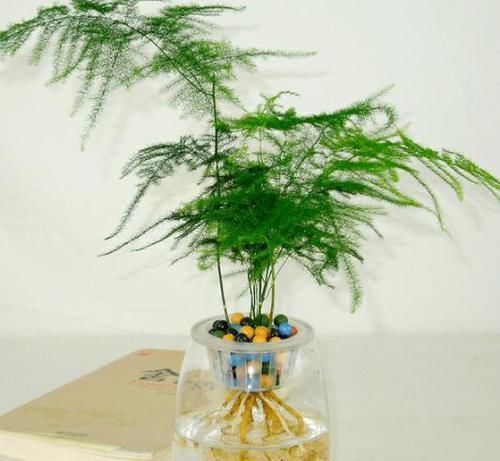 家里万万要养这几种植物,对家人身体越来越好