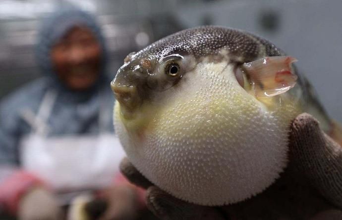 河豚皮上很多刺怎么吃 河豚皮上很多刺怎么吃