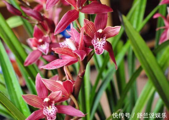 春兰惠兰建兰傻傻分不清楚看一点就明白，注意遮阴浇水，花特多