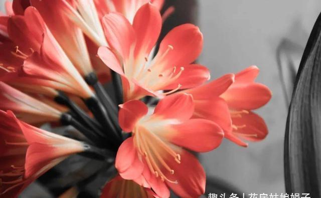 给君子兰换盆时，底肥不要乱加，会影响到正常的生长发育