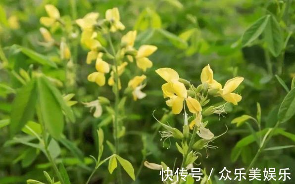 降脂|农村一种常见植物,可以降脂明目,加工成保健品价值高