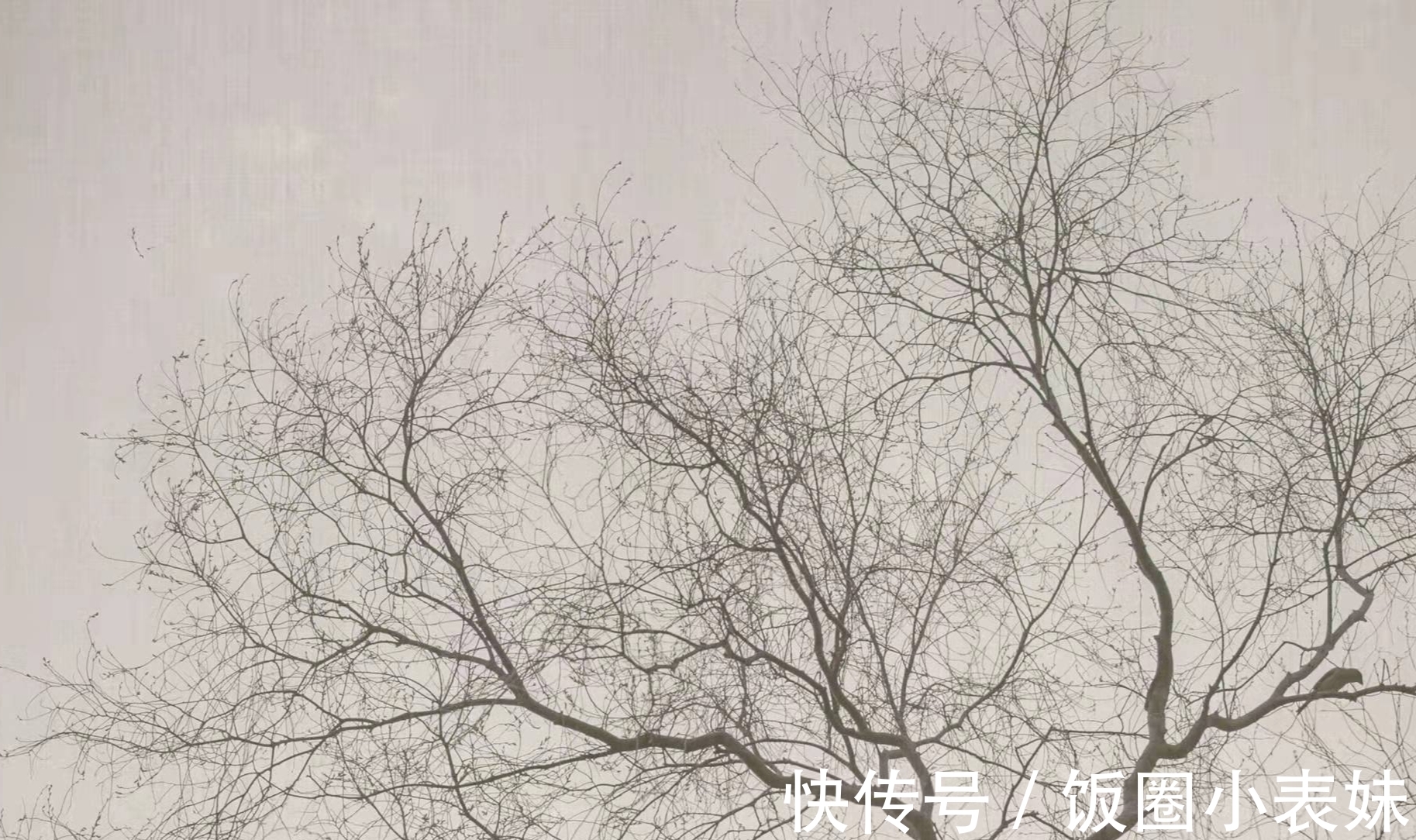 夜来南风起!细品白居易之诗:口语诗歌虽直白,朗朗上口意蕴长