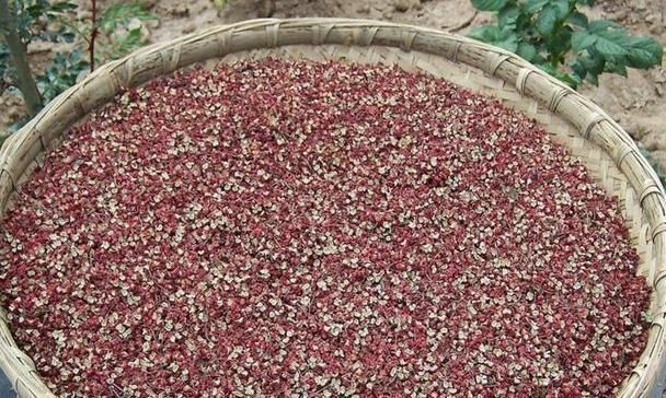 胡椒水|花椒很常见,可用花椒泡水喝,4大“好处”或许悄悄在降临!