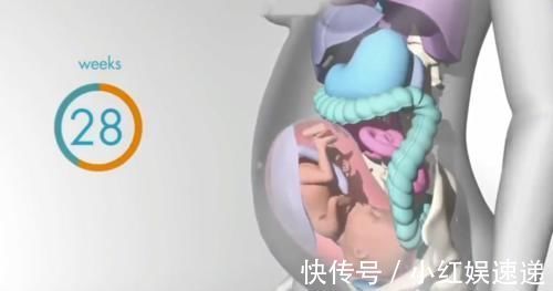 妈妈|怀胎十月,胎儿把妈妈的内脏挤哪去了?十张过程图带你了解