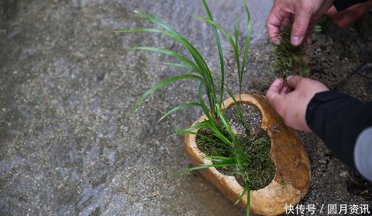 曾是河边的杂草,如今成了高档盆景,这种植物你应该见过