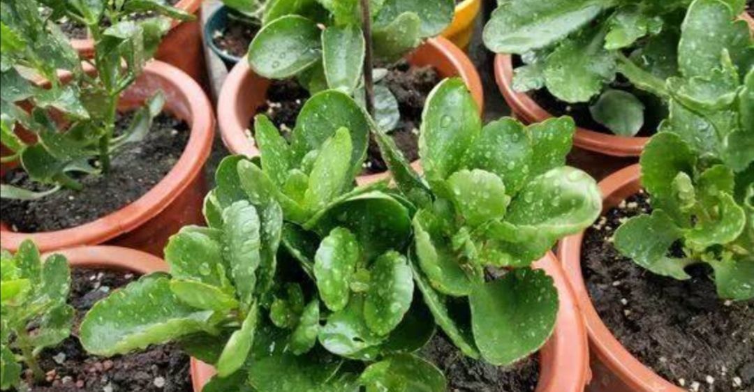 种花|夏天3种花要休眠,要给它控水停肥,不然容易发生腐烂