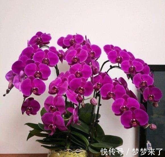 蝴蝶兰|年底了，安排上4种花，家居氛围轻松打造