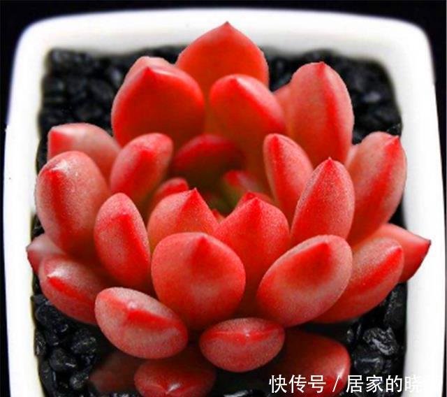12月多肉红宝石就开始褪色,只因做错1件事,学会了鲜红明亮