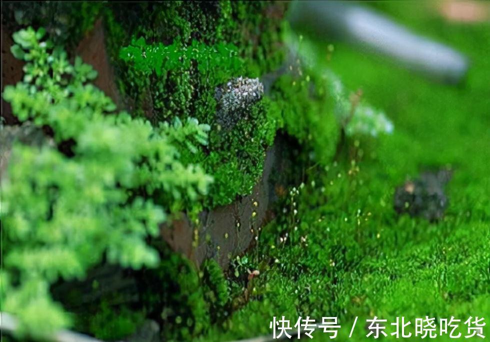 文人都爱3种花卉,显得家居更有档次,不做作,显品位