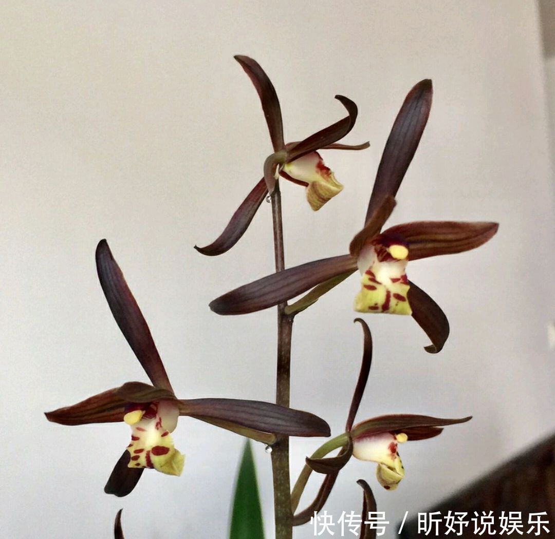 秋季养墨兰,做不到3点,春节开花是做梦,秋季花芽破土很关键