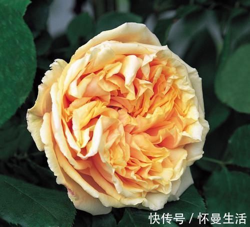 最受欢迎的3种花，花大色艳，花期跨三季，种植容易，南北都能养