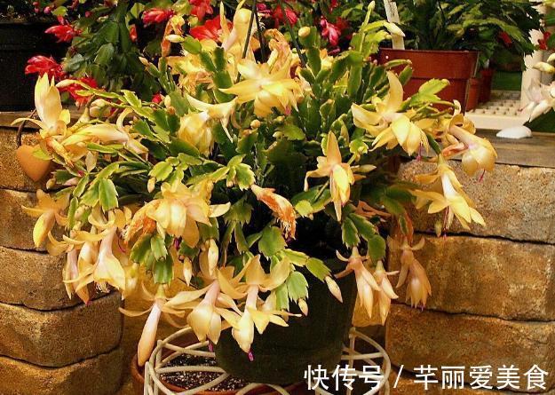 根部|养蟹爪兰,这么浇水不仅不会死,反而开花越来越多