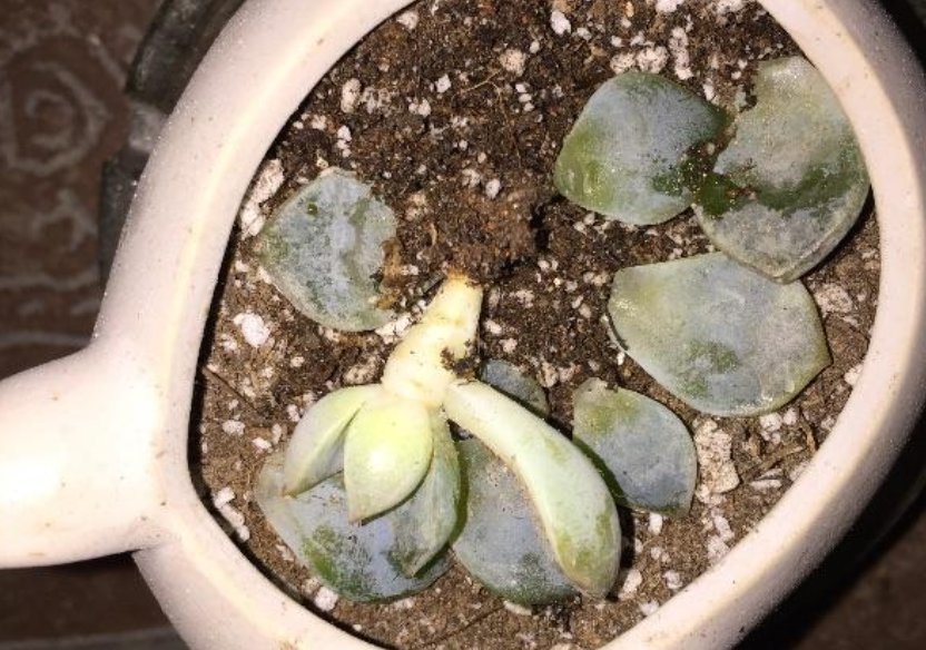 花花|好好的多肉突然掉叶子?3个护叶小细节,助你的多肉安稳度过夏天