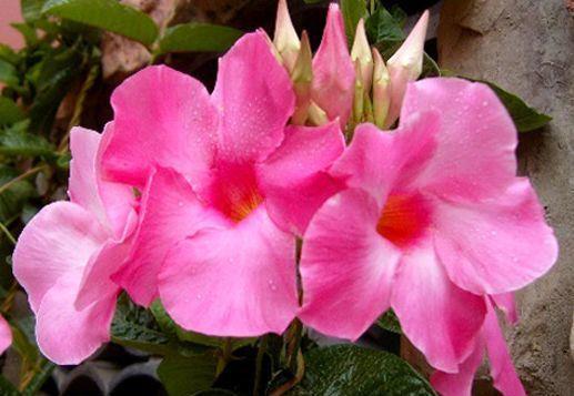 花色|花色艳丽,花瓣层层叠叠,四季有花开,花香四溢飘满屋