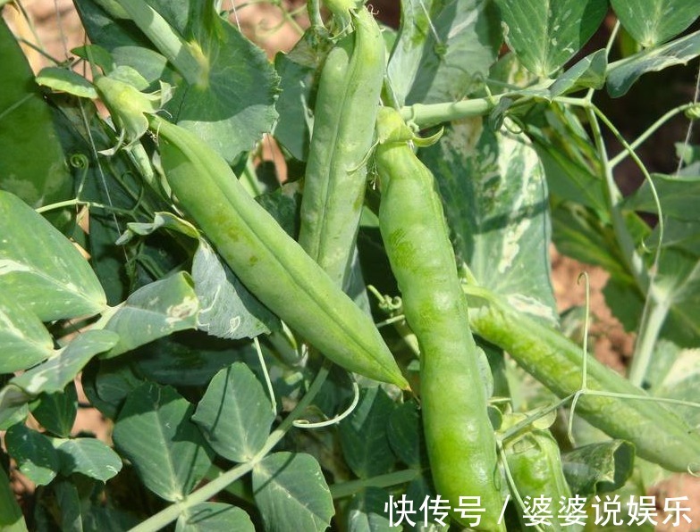 药用价值|农村地头3种常见野菜,能治疗伤风感冒,预防咽喉肿痛,你认识吗