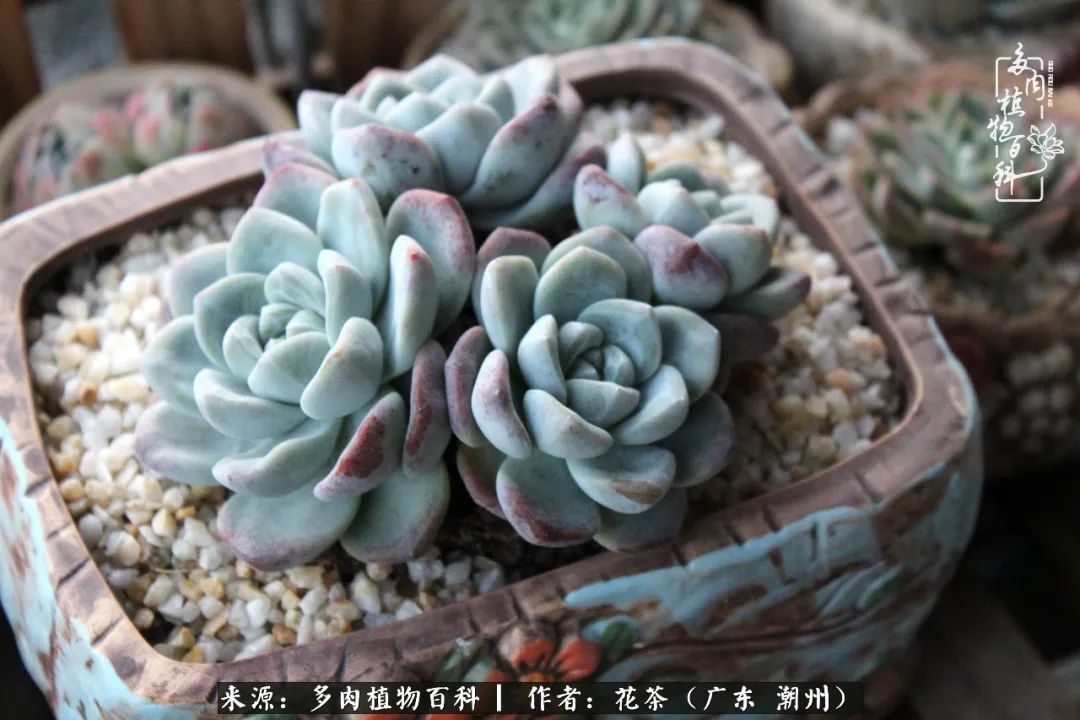 放松心情，静享愉悦，阳光下的多肉是最美的！