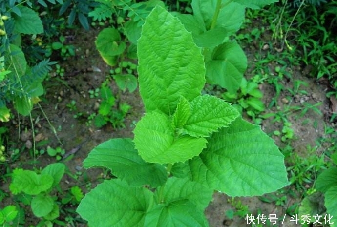  牛皮|农村生长的一年生草本，植株不大，有毒，却有治疗牛皮鲜的功效