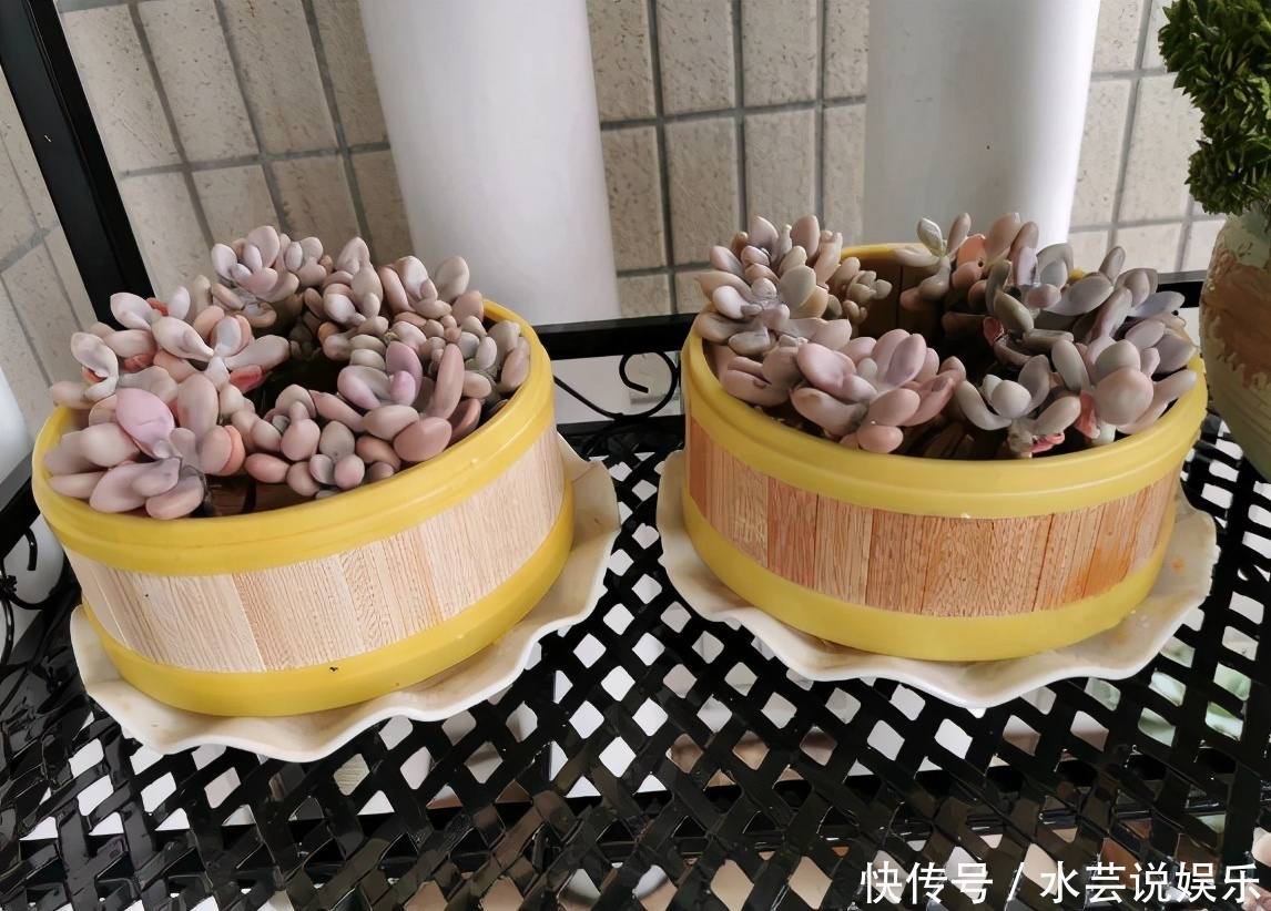 扦插讨喜的多肉,事前事后这么操作,成活率高很多