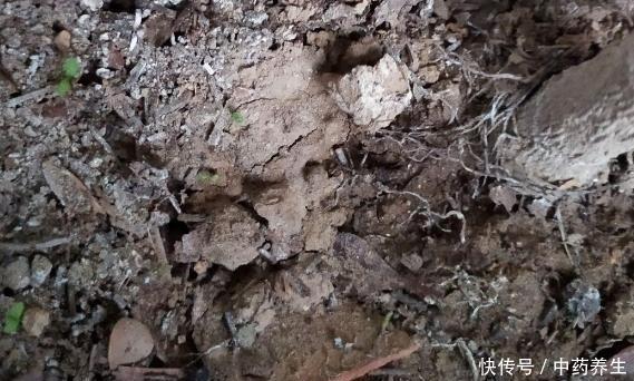 从厨房中找到这2样天然的生根剂,养花更无害、有趣!