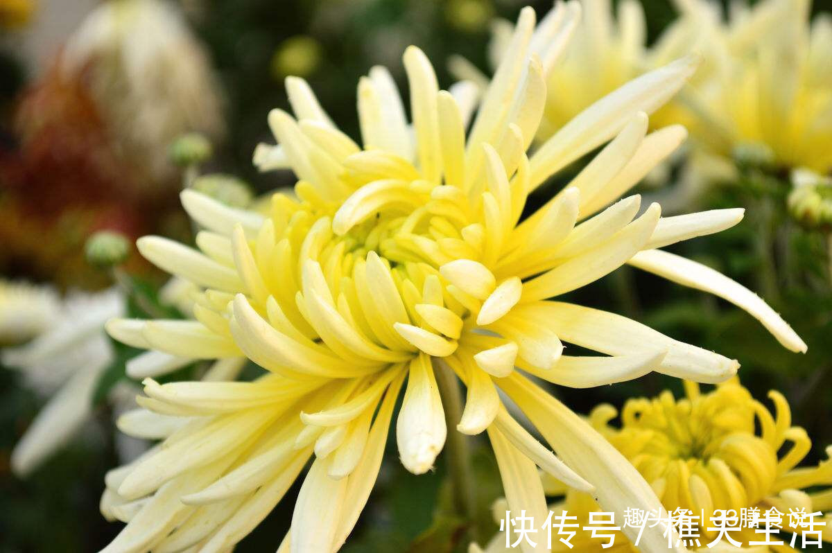 菊花山楂茶|菊花和此物一起泡，等于跑了500米，排出黑臭宿便，喝出小蛮腰