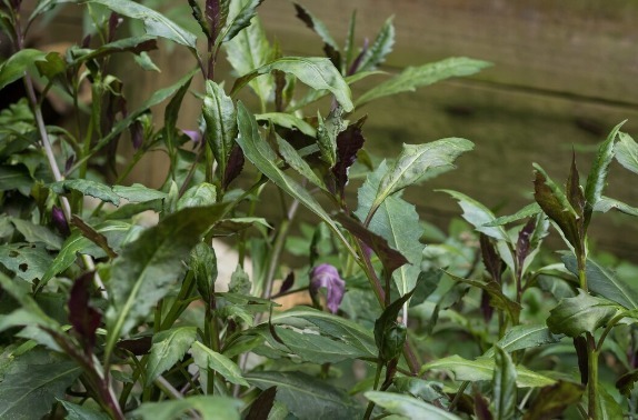 凉拌|65种野菜图片,带你认识不同的野菜和吃法,你想要的野菜这里都有