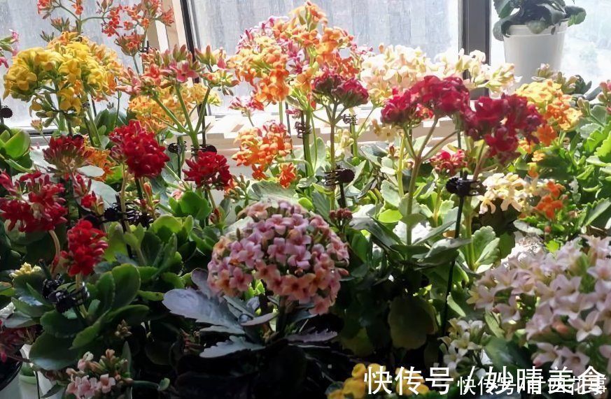 家养3种花，让它们“交接班”，一年开花365天，阳台变花海