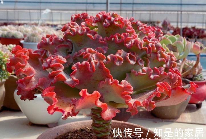 多肉|包菜类多肉大都皮粗肉糙,一些叶片宽大的品种夏天纯露养都没关系