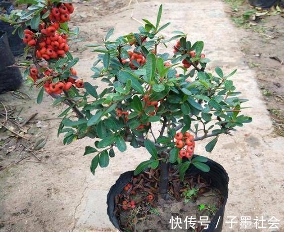 扦插|很贵的“3种树”,不想买就扦插,1根枝条扔盆里,16天生根冒芽